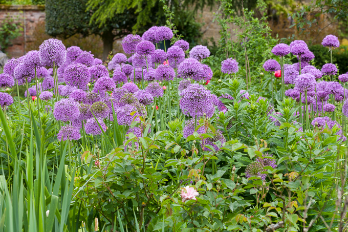 Hidcote 2015 (15)